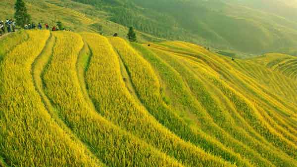 龙脊梯田是桂林非常有名的景点，这里的梯田是人类智慧的结晶