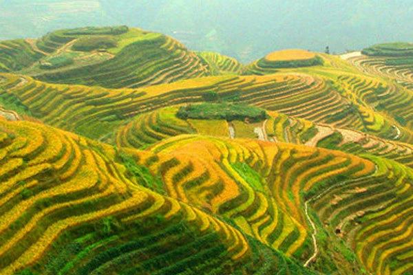 九十月到了稻谷成熟的季节，桂林梯田一片金灿灿的很壮观，这是桂林旅游最佳时间